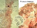 Pluteus olivaceus-amf1499-micro